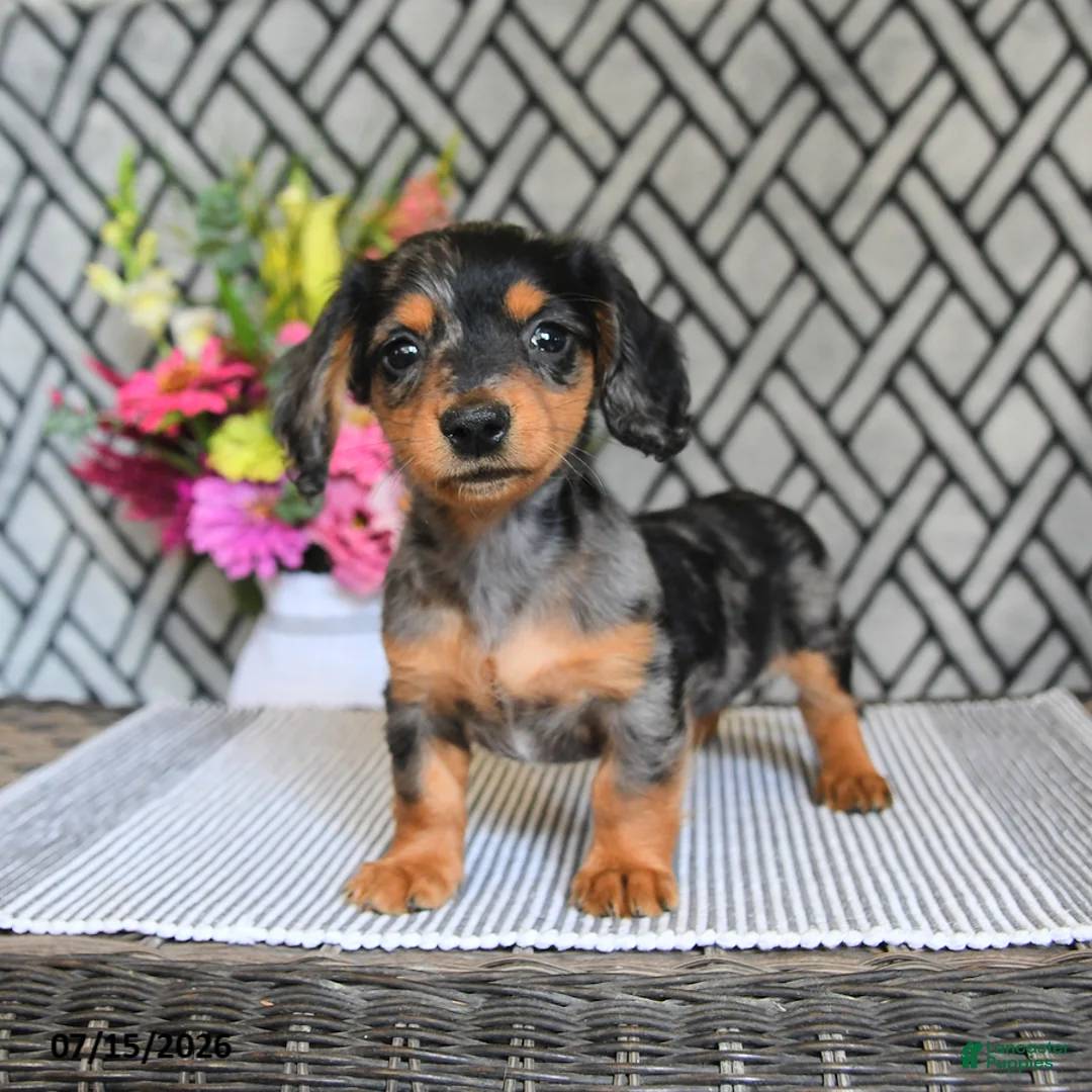 Miniature Dachshund dogs for sale: Oreo - Ad 2