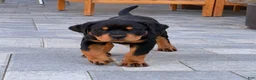 Rottweiler dogs for sale: Rottweiler champion AKC - Ad 4