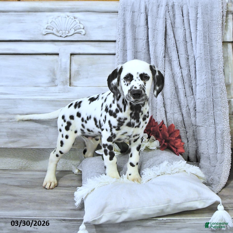 Dalmatian dogs Reno - Ad 2