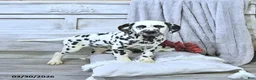 Dalmatian dogs for sale: Reno - Ad 2