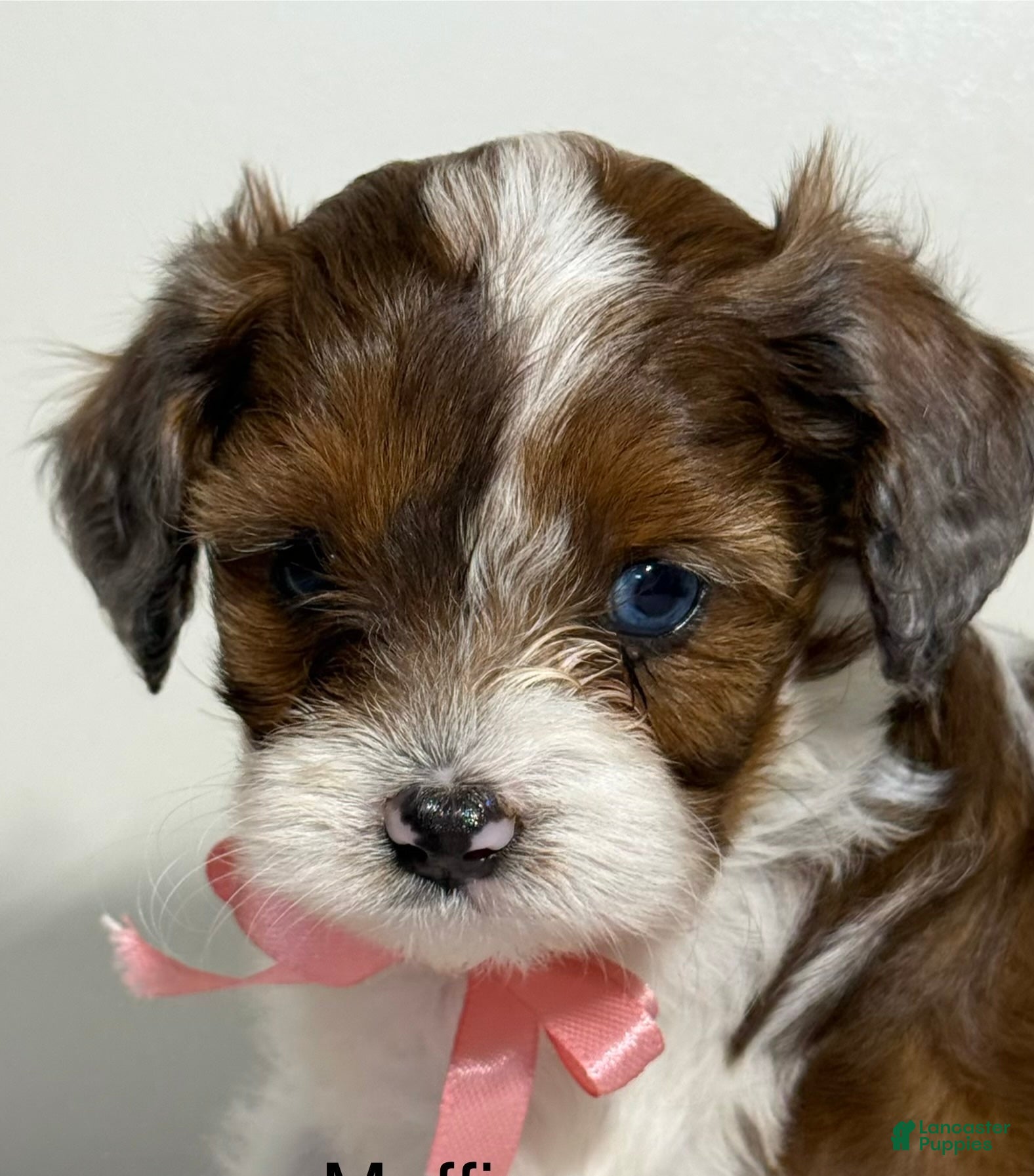 Cavapoo dogs Muffin Cavapoo  - Ad 1