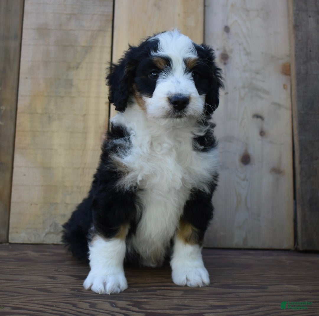 Mini Bernedoodle dogs for sale: Rubbles - Ad 5