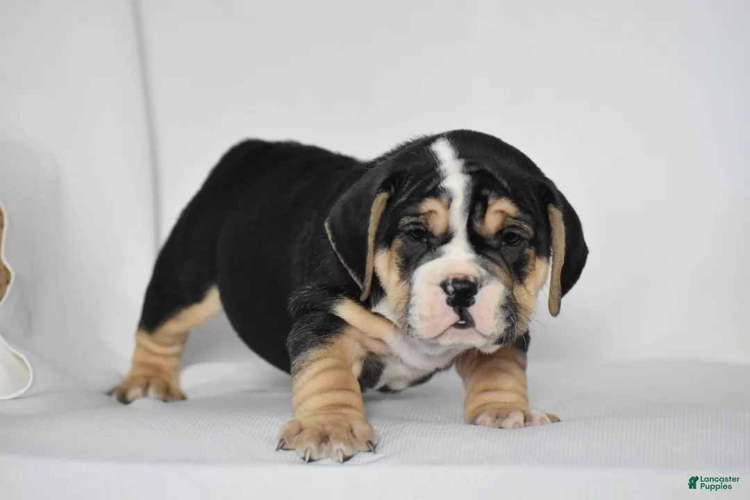 Beabull dogs for sale: Skyler - Ad 3
