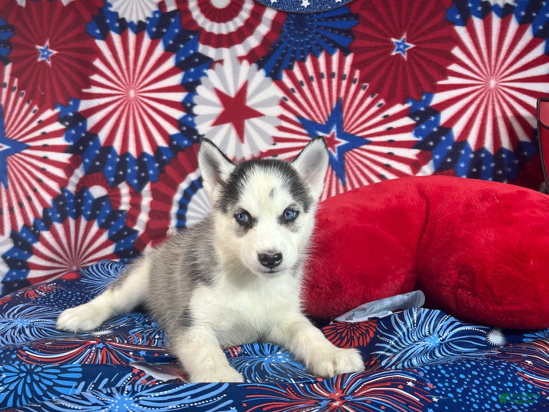 Grey Siberian Husky Puppies for sale Lancaster Puppies