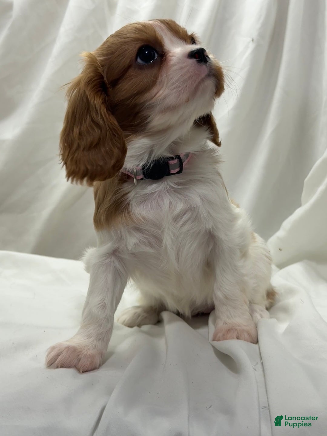 Cavalier King Charles Spaniel dogs for sale: Lea - Ad 2