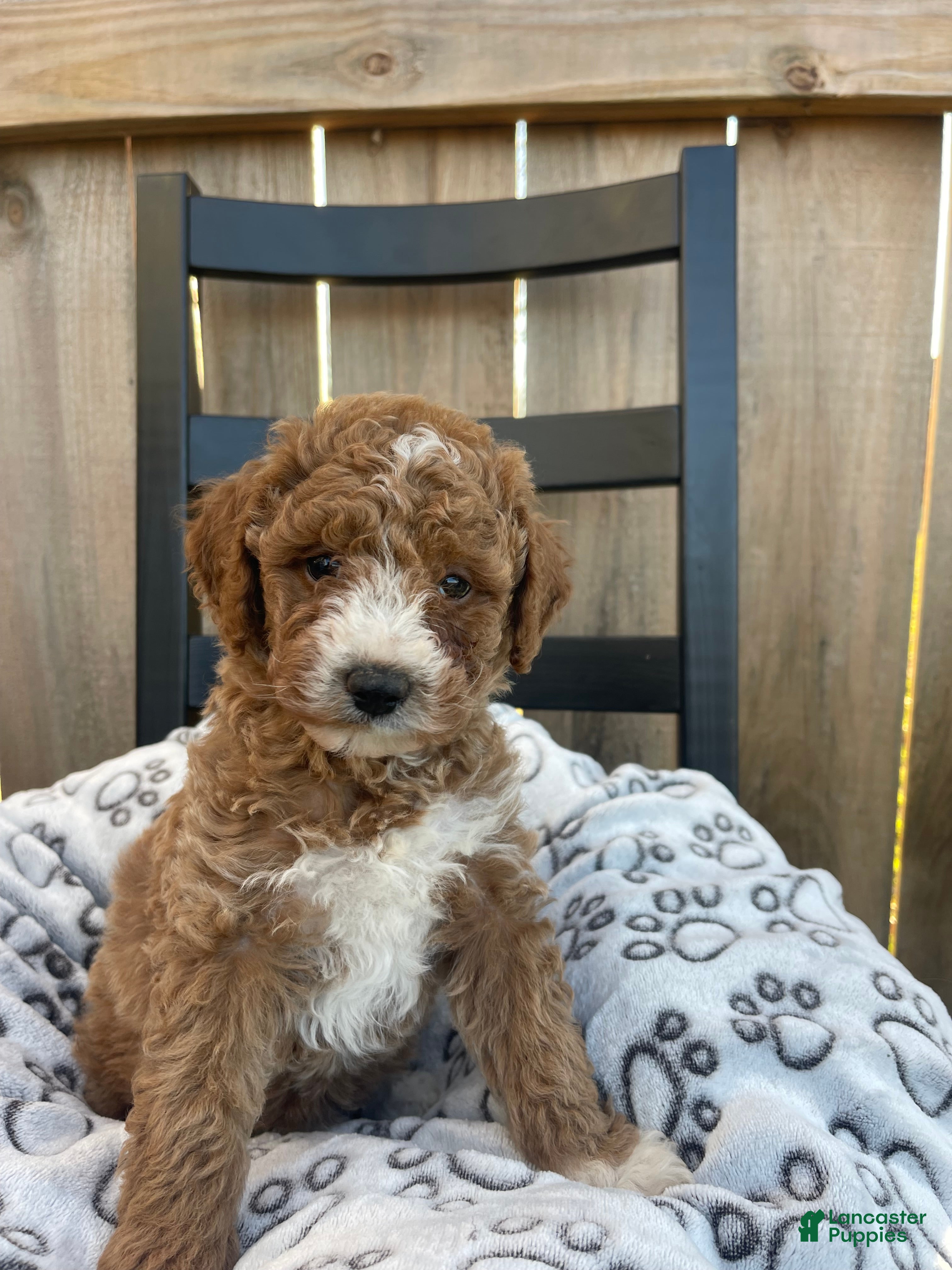 Mini Goldendoodle dogs Mini Goldendoodle Puppy 4 - Ad 40