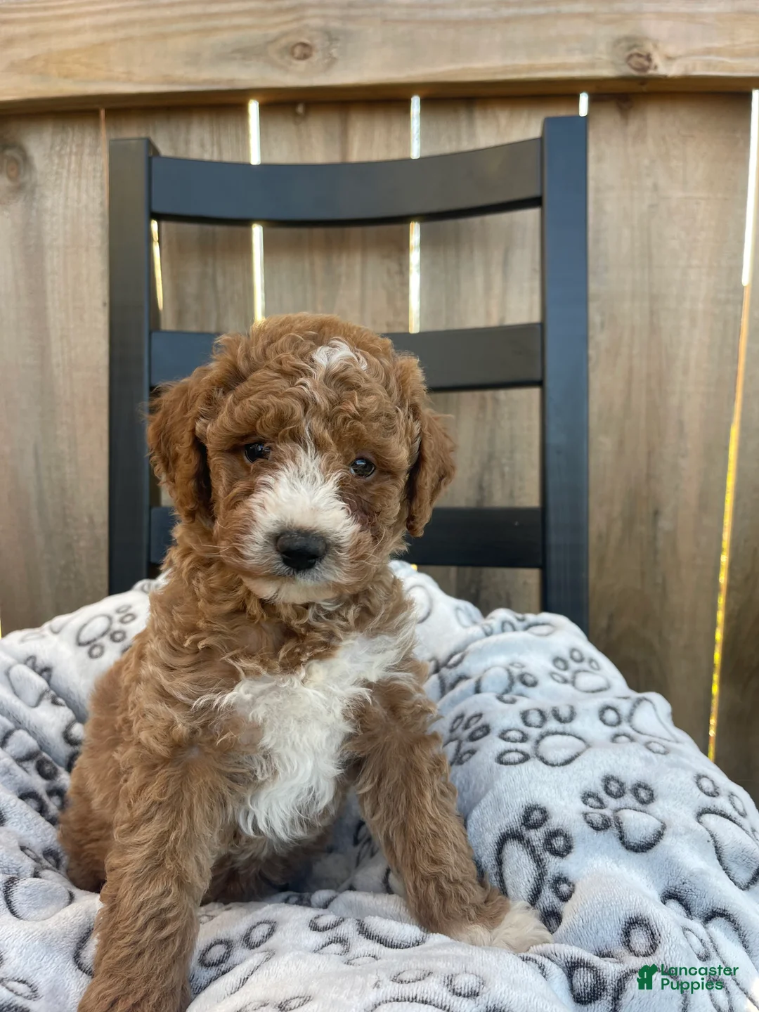 Mini Goldendoodle dogs for sale: Mini Goldendoodle Puppy 4 - Ad 1