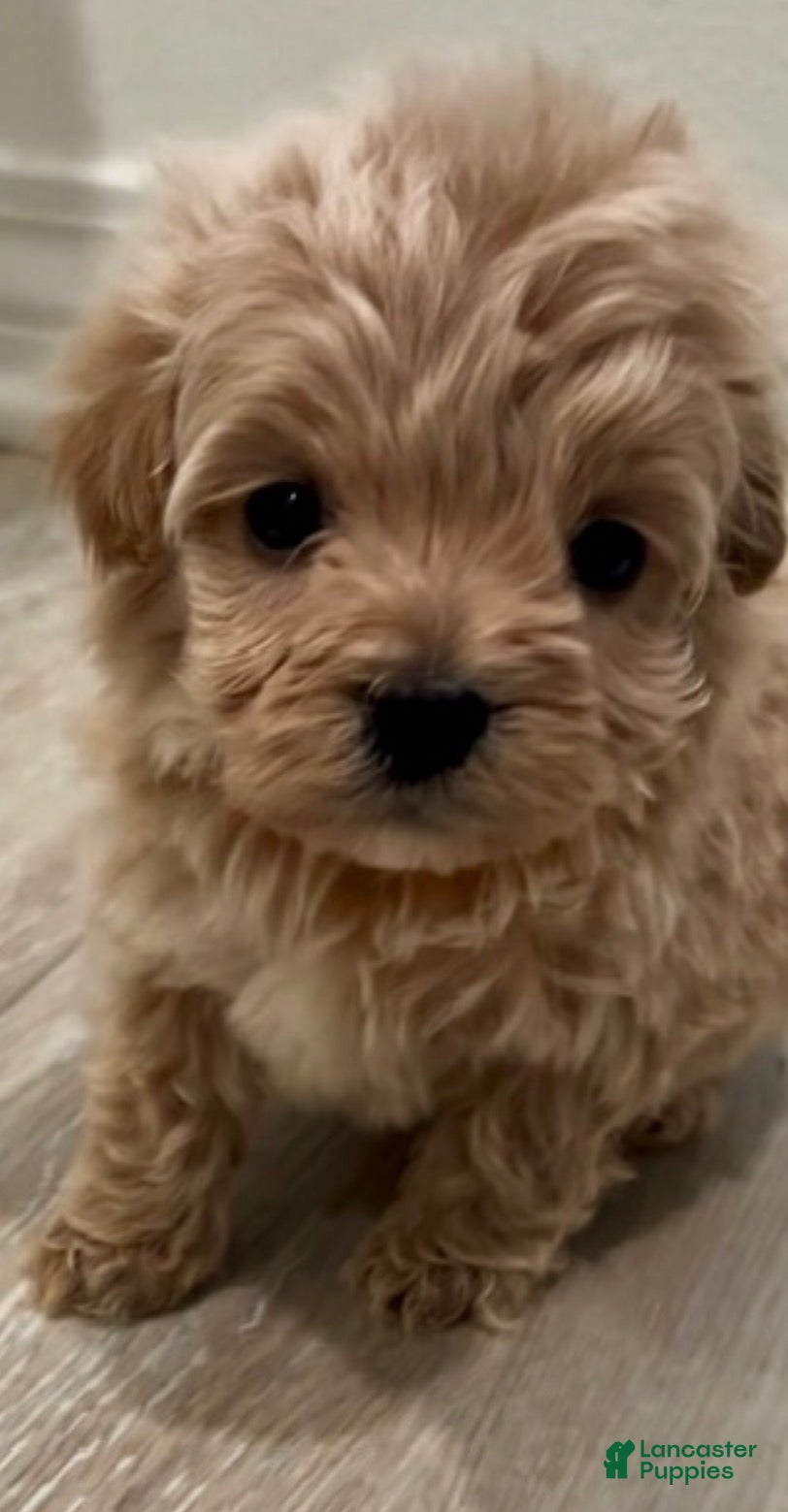 Maltipoo dogs for sale: Charlie - Ad 4