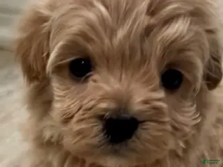 Maltipoo dogs Charlie - Ad 8