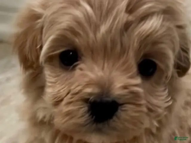 Maltipoo dogs for sale: Charlie - Ad 41