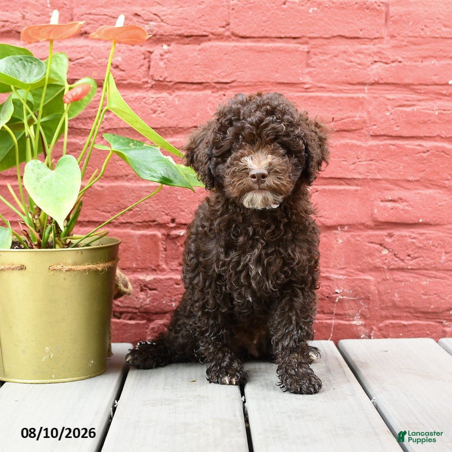 Toy Poodle dogs Jeremy - Ad 1