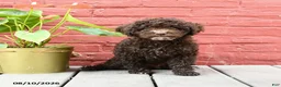 Toy Poodle dogs for sale: Jeremy - Ad 1