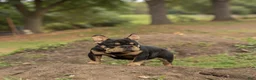 French Bulldog dogs for sale: ROPE - Ad 1