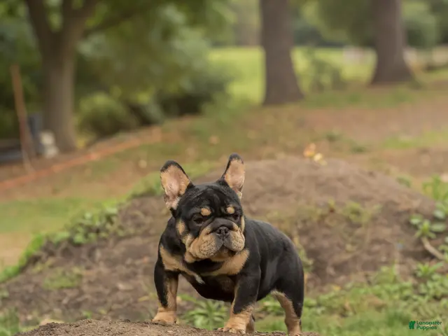 French Bulldog dogs for sale: ROPE - Ad 1