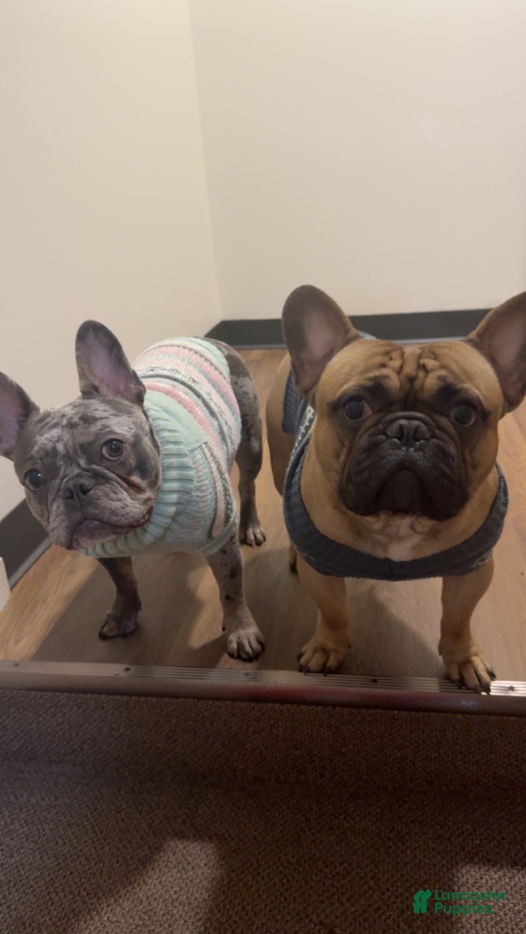 French Bulldog dogs Brandy - Ad 2