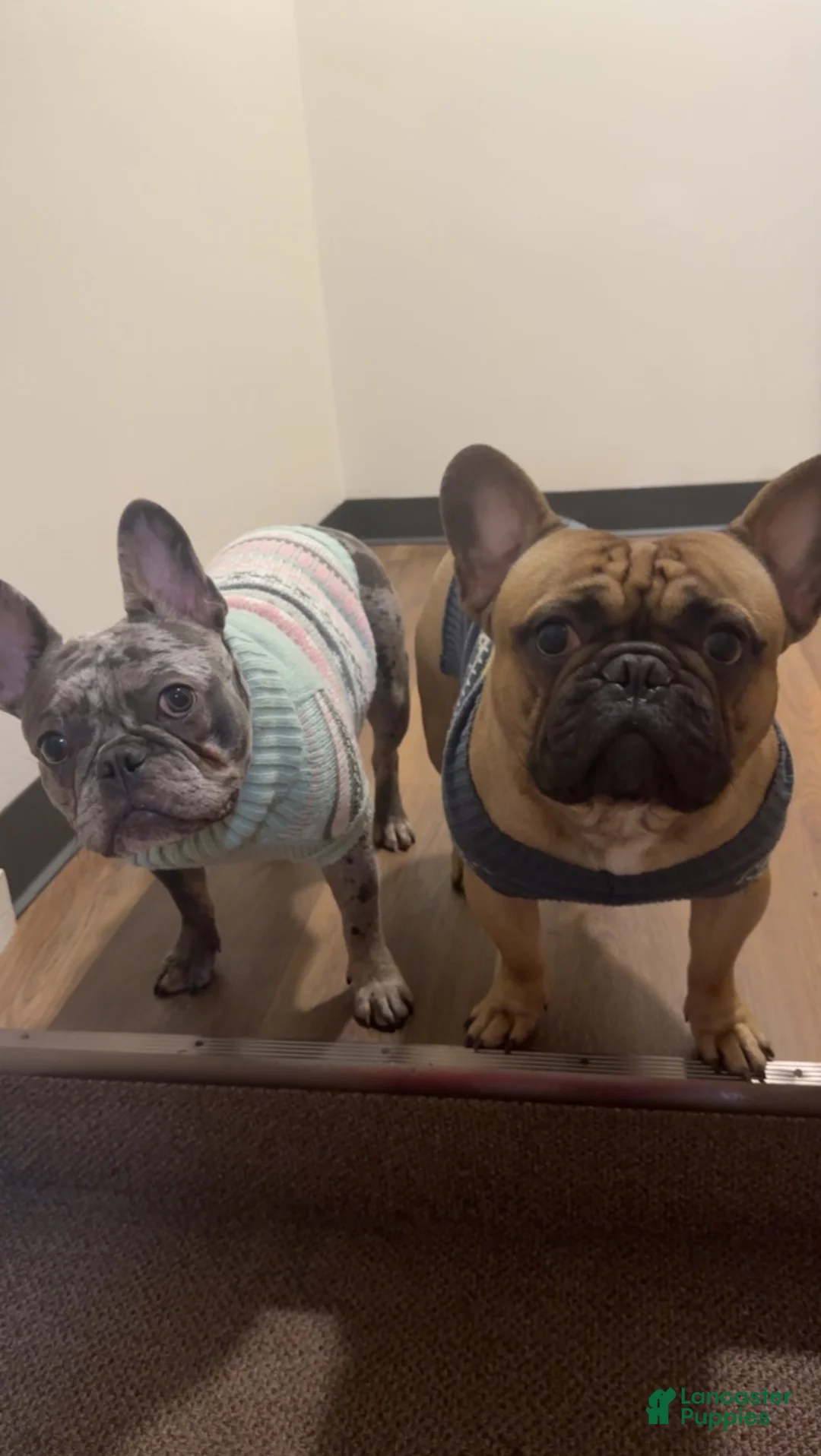 French Bulldog dogs for sale: Brandy - Ad 2
