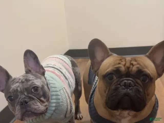 French Bulldog dogs Brandy - Ad 2