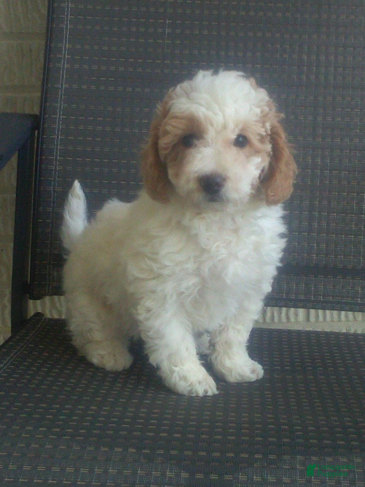 Mini Goldendoodle dogs Candy Cane - Ad 33