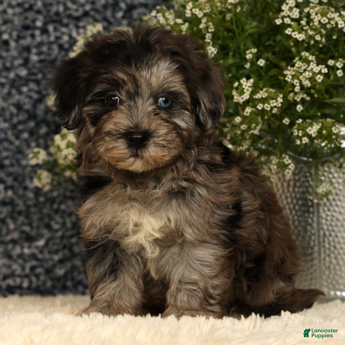 Havapoo dogs Simon - Ad 1