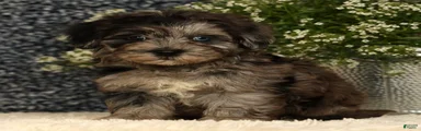 Simon