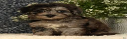 Havapoo dogs for sale: Simon - Ad 1