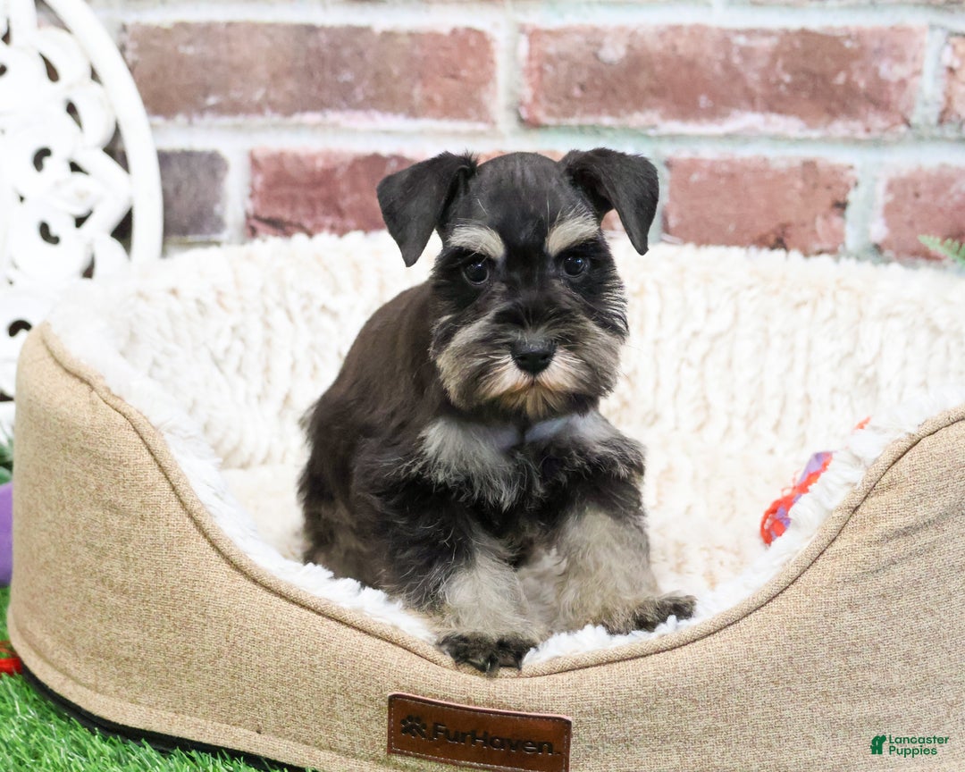 Miniature Schnauzer dogs for sale: Zahara - Ad 3