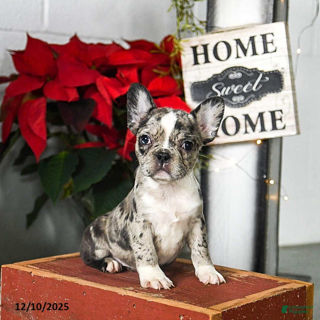 Frenchton dogs for sale: Dixie - Ad 2