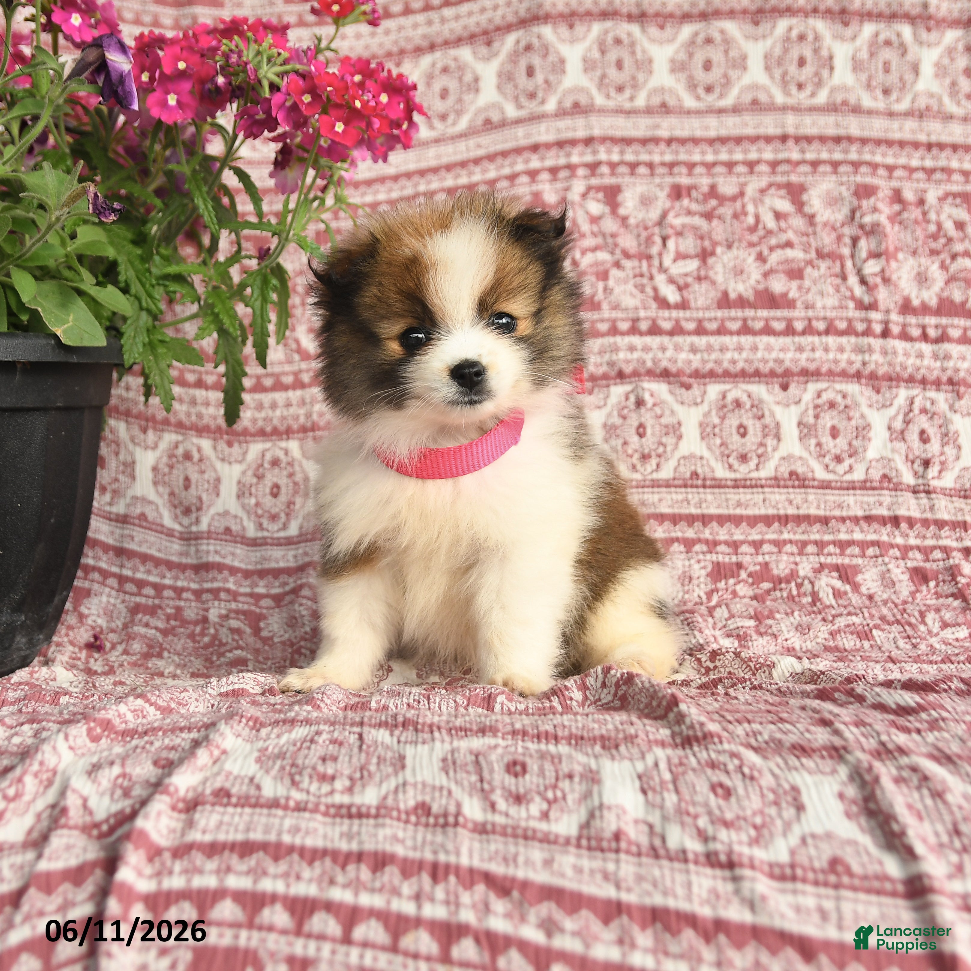 Pomeranian dogs May - Ad 1
