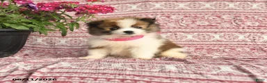 May