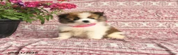 Pomeranian dogs for sale: May - Ad 1