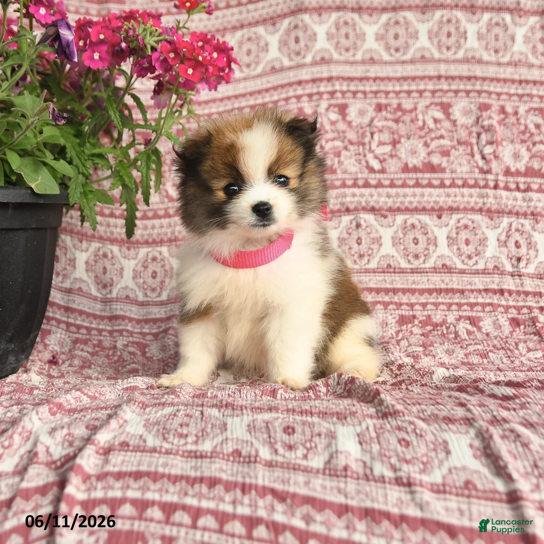 Pomeranian dogs for sale: May - Ad 1