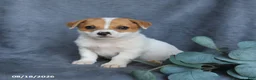 Mixed Breed dogs for sale: Riley - Ad 3