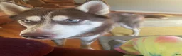 Siberian Husky dogs for sale: Mowgli - Ad 2