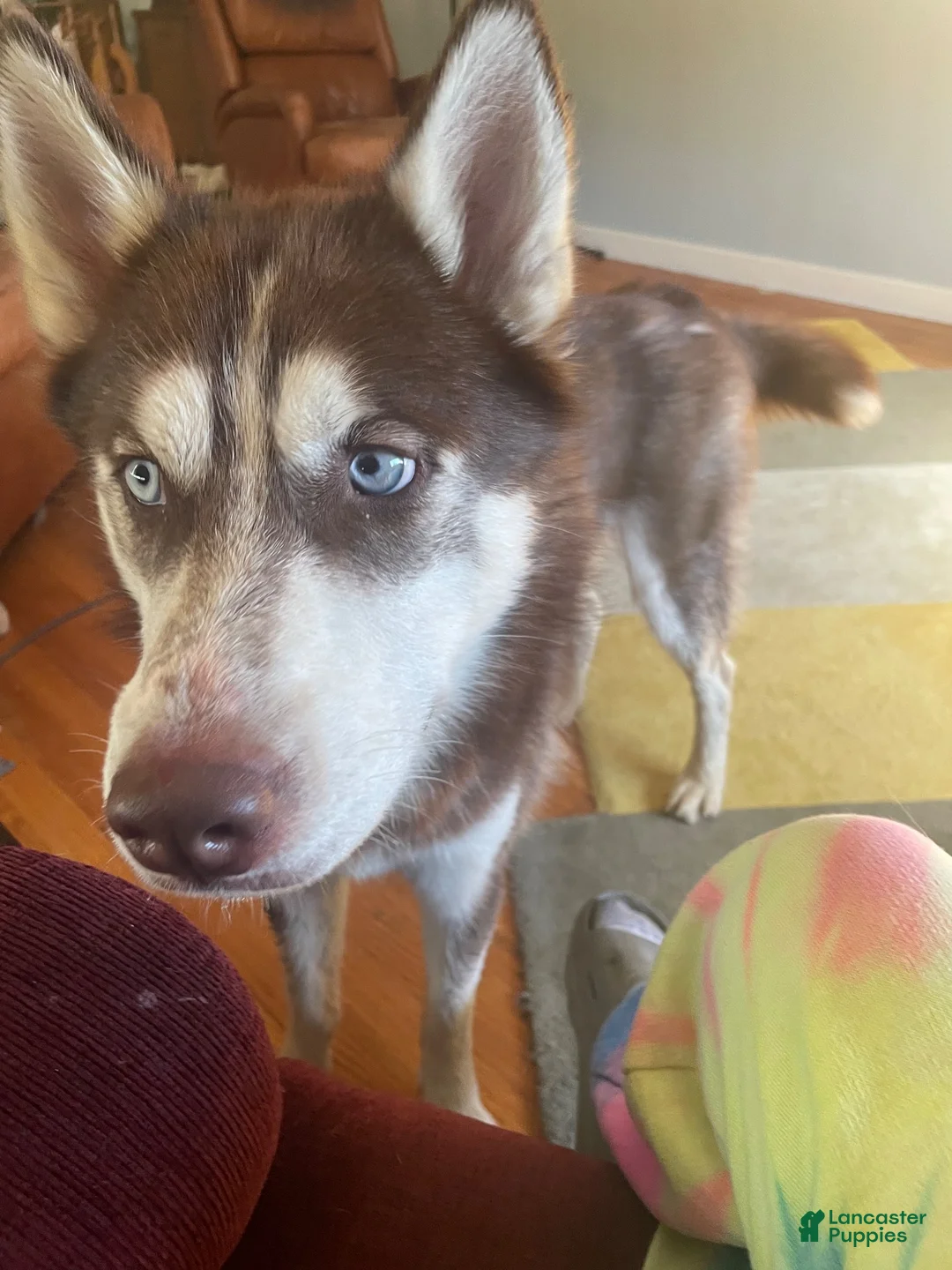 Siberian Husky dogs for sale: Mowgli - Ad 2