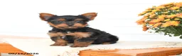 Yorkshire Terrier dogs for sale: Alex - Ad 3