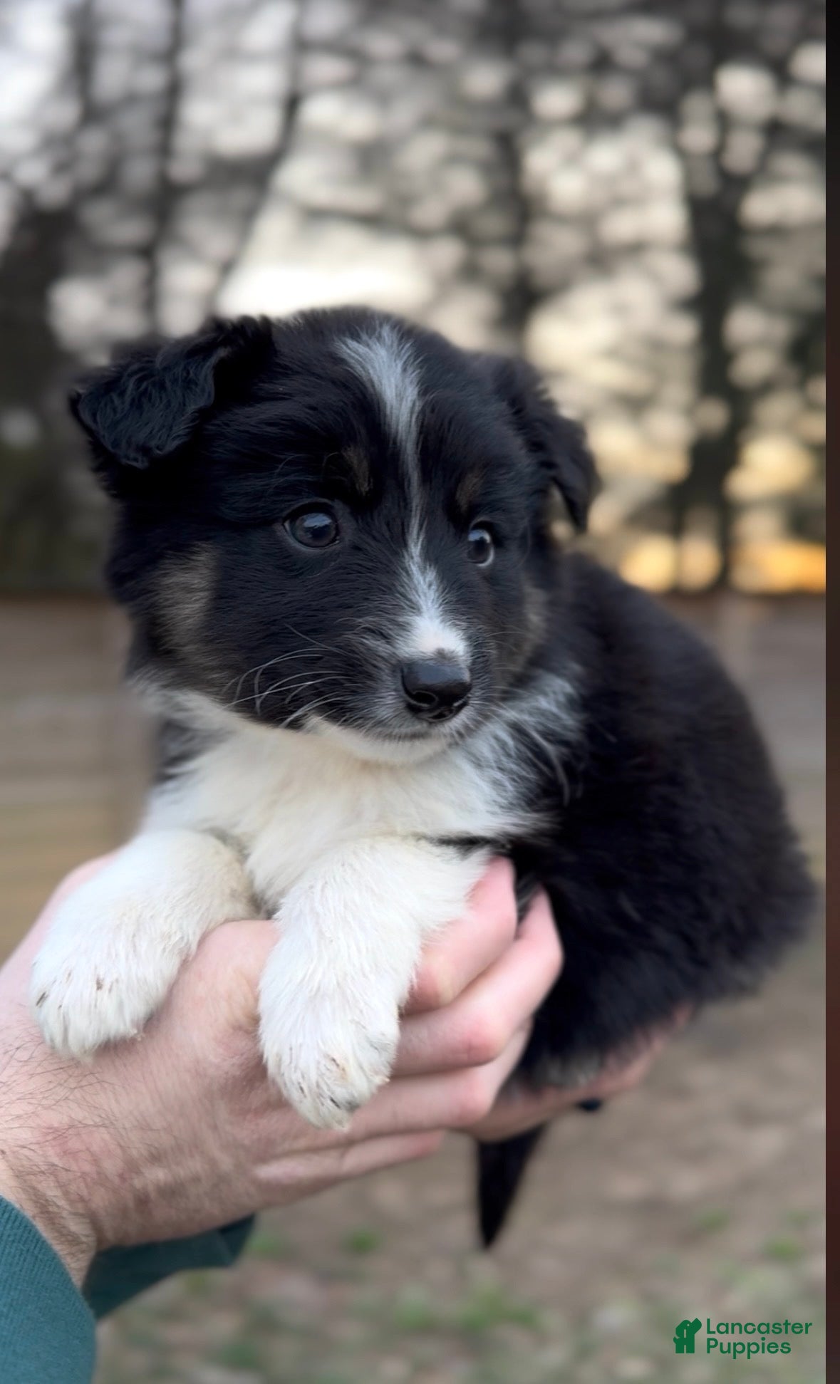 Miniature Australian Shepherd dogs Odin - Ad 9