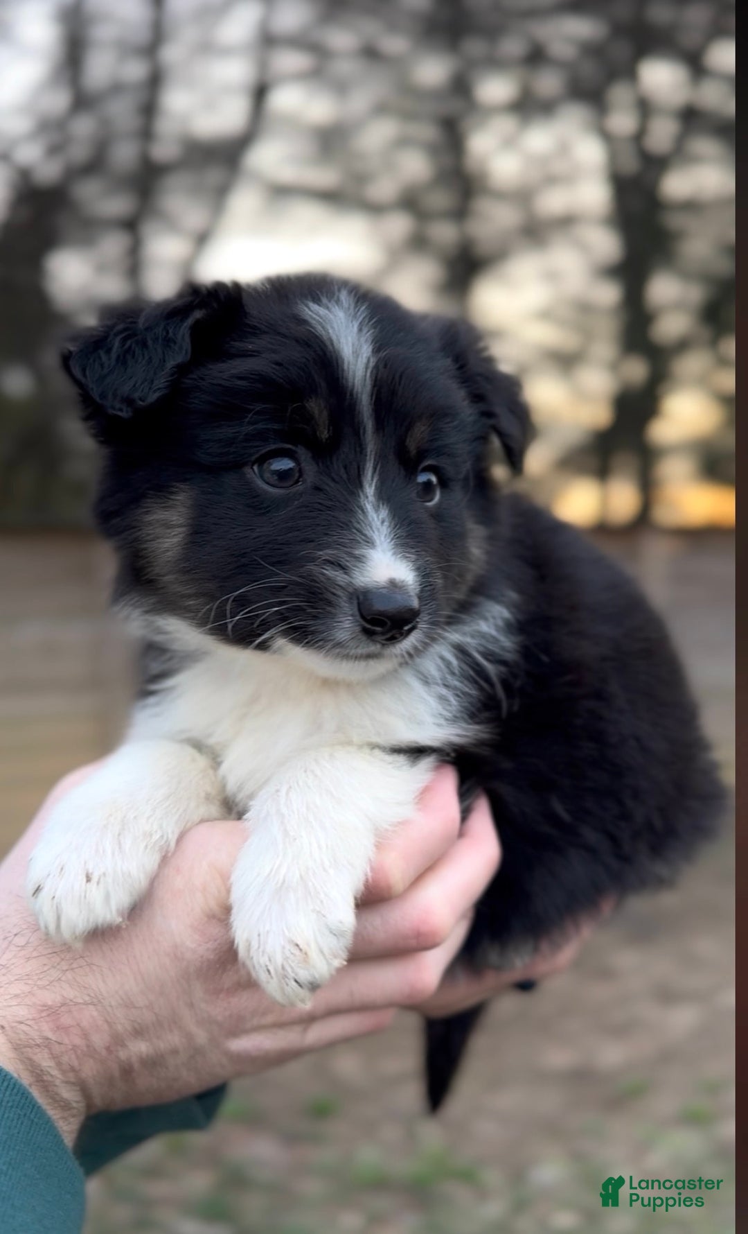 Miniature Australian Shepherd dogs for sale: Odin - Ad 1