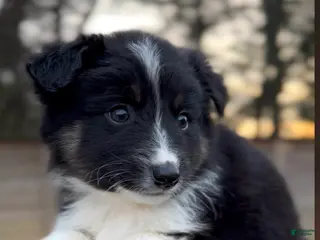 Miniature Australian Shepherd dogs Odin - Ad 6