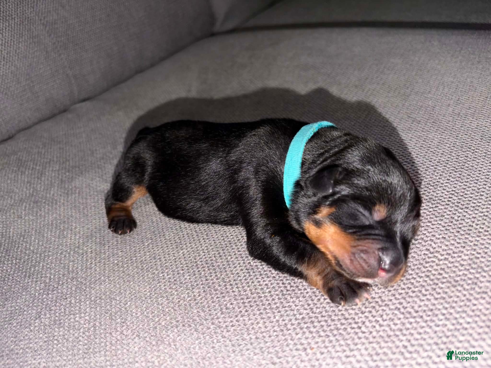 Mixed Breed dogs Mixed Breed Puppy 9 - Ad 10