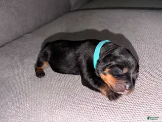 Mixed Breed dogs Mixed Breed Puppy 9 - Ad 10