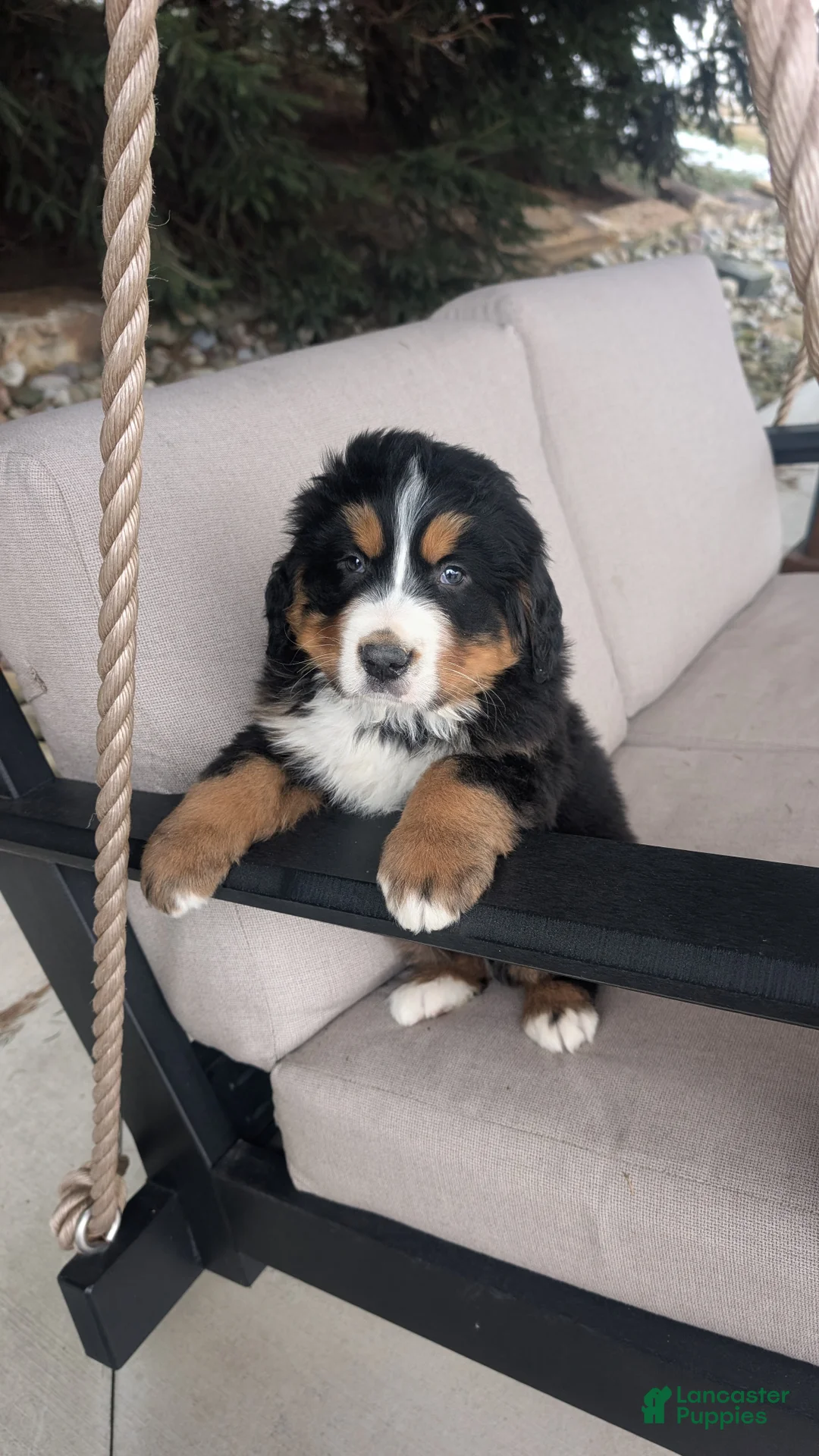 Bernese Mountain Dog dogs for sale: Buster  - Ad 2