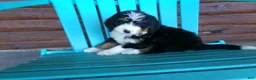 Mini Bernedoodle dogs for sale: Beth - Ad 8
