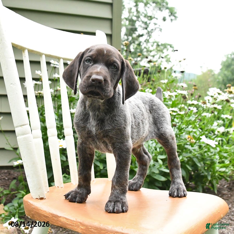 German Shorthaired Pointer dogs Rocky - Ad 1
