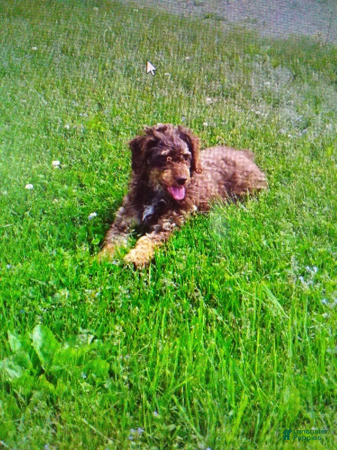 Yorkiepoo dogs for sale: Enzo - Ad 6