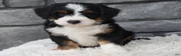 Mini Bernedoodle dogs for sale: Callie  - Ad 3