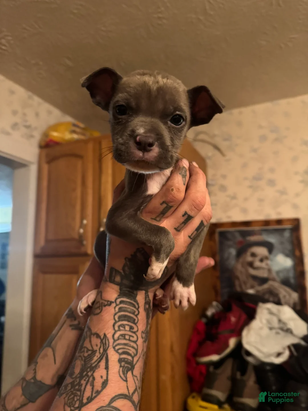 American Pit Bull Terrier dogs for sale: Phantom - Ad 1