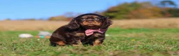 Cavalier King Charles Spaniel dogs for sale: Cooper - Ad 9