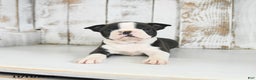 Boston Terrier dogs for sale: Willow - Ad 2