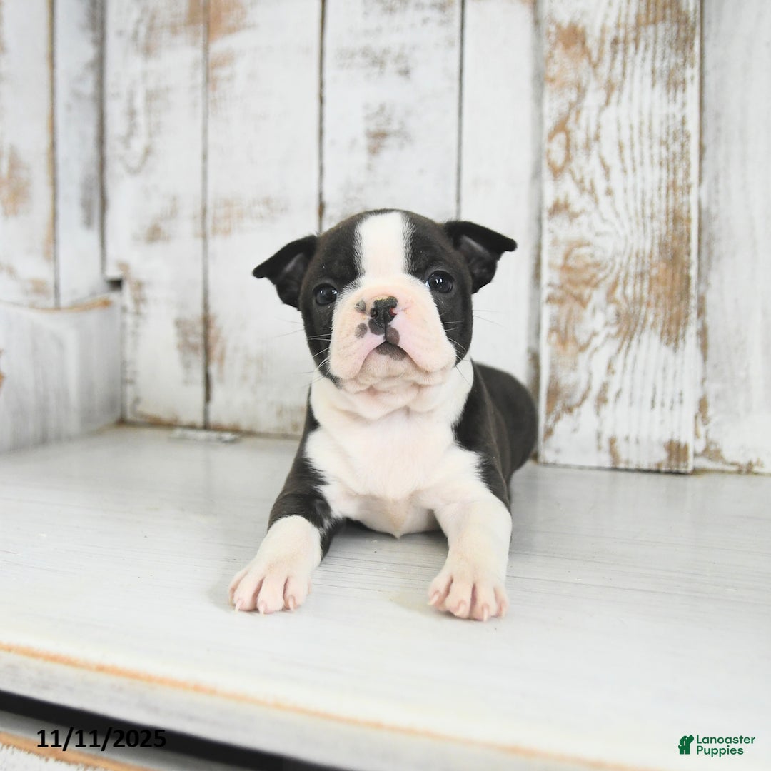 Boston Terrier dogs for sale: Willow - Ad 2