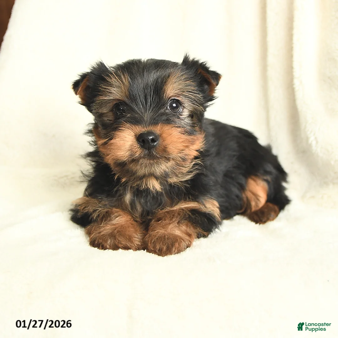 Yorkshire Terrier dogs for sale: Tennessee - Ad 2